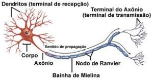 Descrição de neurônio