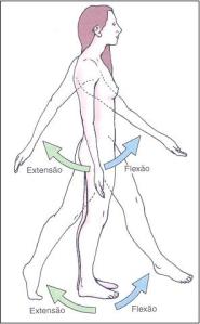 flexão e extensão do ombro e quadril